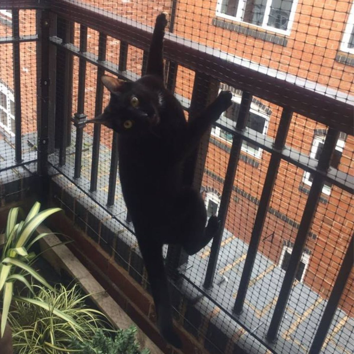ProtectaPet Cat Balcony Enclosure