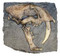 Smilodon Fatalis: Pleistocene Epoch - Photo Museum Store Company