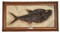 Diplomystus Dentatus (Fish Fossil Reproduction) - Eocene Eposch - Photo Museum Store Company