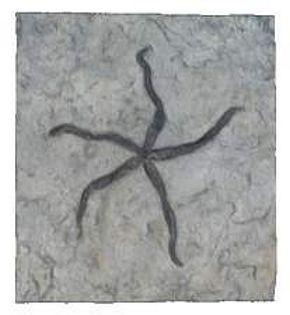 Salteraster (Invertebrate Reproduction) Middle Ordovician Period - Photo Museum Store Company