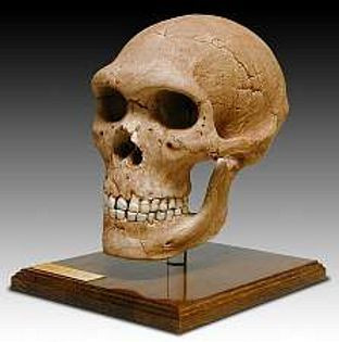 Neanderthal Skull (Homo neanderthalensis) Pleistocene Epoch - Photo Museum Store Company