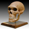 Neanderthal Skull (Homo neanderthalensis) Pleistocene Epoch - Photo Museum Store Company