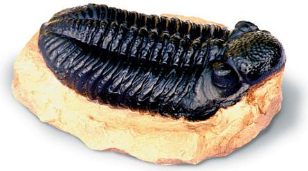 Trilobite - Photo Museum Store Company