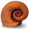 Ammonite - Photo Museum Store Company