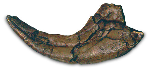 Utahraptor Claw with Stand - Photo Museum Store Company