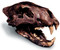 American Lion Skull with Stand - Photo Museum Store Company