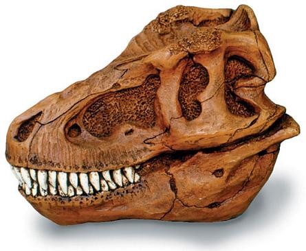 Trex Skull with Stand - Photo Museum Store Company