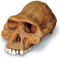 Australopithecus afarensis Cranium with Stand - Photo Museum Store Company
