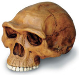 Homo erectus Cranium with Stand - Photo Museum Store Company