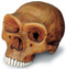 Neandertal Cranium with Stand - Photo Museum Store Company