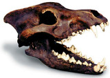 Dire Wolf Skull with Stand - Photo Museum Store Company