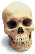 Human Male Skull with Stand - Photo Museum Store Company