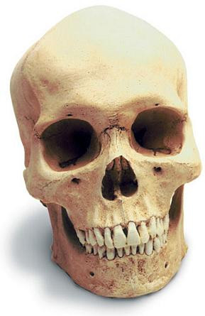 Human Male Skull with Stand - Photo Museum Store Company