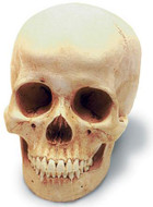 Human Female Skull with Stand - Photo Museum Store Company