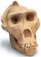 Lowland Gorilla Skull with Stand - Photo Museum Store Company