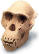 Chimpanzee Skull with Stand - Photo Museum Store Company