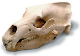 Grizzly Bear Skull with Stand - Photo Museum Store Company