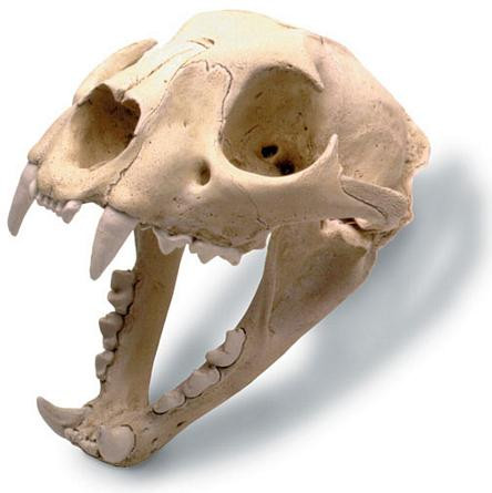 Mountain Lion Skull with Stand - Photo Museum Store Company