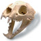 Mountain Lion Skull with Stand - Photo Museum Store Company