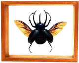 Chalcasoma Caucasus with wings spread - 8" x 10"  : Beetle Specimen Framed - Photo Museum Store Company