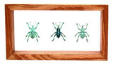 Eupholus Bennetti - 5" x  9" : Weevil Specimen Framed - Photo Museum Store Company