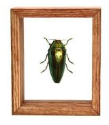 Caliopistus Castelnaudi - 6" x 5" : Beetle Specimen Framed - Photo Museum Store Company