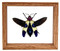 Chrysochroa Rugicollis - 5" x 6"  : Beetle Specimen Framed - Photo Museum Store Company