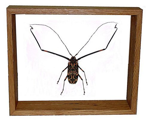 Acrocinus Longimanus - 10" x 12" : Beetle Specimen Framed - Photo Museum Store Company