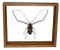 Acrocinus Longimanus - 10" x 12" : Beetle Specimen Framed - Photo Museum Store Company