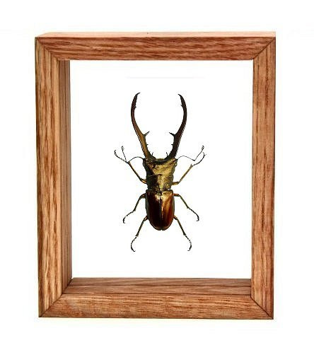 Cyclommatus Metalifer - 6" x 5"  : Specimen Framed - Photo Museum Store Company