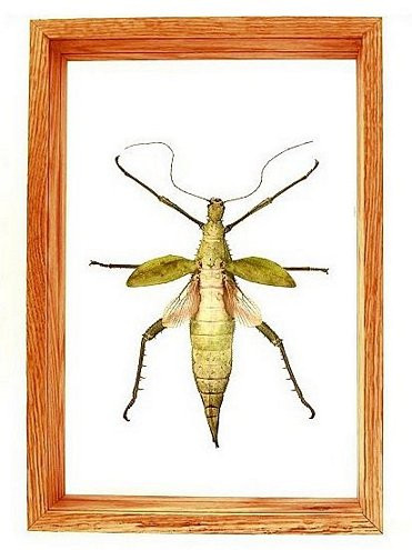 Heteropteryx Dilatata - 11" x 9" : Beetle Specimen Framed - Photo Museum Store Company