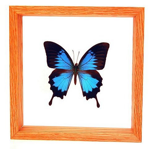 Papilio Ulysses - 8" x 8"  : Butterfly Specimen Framed - Photo Museum Store Company