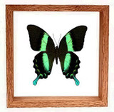 Papilio Blumei - 8" x 8"  : Butterfly Specimen Framed - Photo Museum Store Company