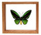 Ornithoptera Priamus Poseidon - 7" x 8"  : Butterfly Specimen Framed - Photo Museum Store Company