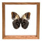 Owl Butterfly - 8" x 8"  : Butterfly Specimen Framed - Photo Museum Store Company