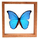 Morpho Didius - 8" x 8"  : Butterfly Specimen Framed - Photo Museum Store Company
