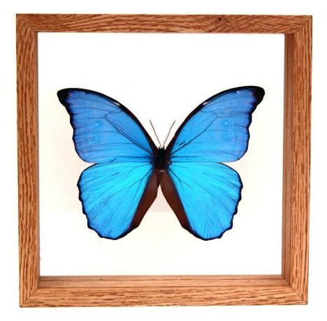 蝶 標本 Morpho didius Morpho didius (Blue Morpho) Framed Butterfly – Butterfly