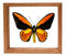 Ornithoptera Croesis Lydius - 7" x 8"  : Butterfly Specimen Framed - Photo Museum Store Company