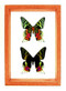 Urania Riphaeus - 10" x 7"  : Moth Specimen Framed - Photo Museum Store Company