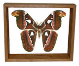 Attacus Atlas Moth - 10" x 12"  : Moth Specimen Framed - Photo Museum Store Company