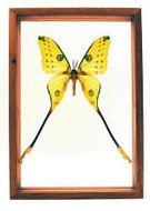 Argema Mittrei - 13" x 9"  : Moth Specimen Framed - Photo Museum Store Company
