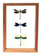 Triple Dragonflies - 10" x 7"  : Dragonfly Specimen Framed - Photo Museum Store Company