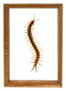 Scolopendra Subspinipes - 10" x 7"  : Centipede Specimen Framed - Photo Museum Store Company