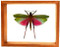 Lophacris Cristata - 8" x 10" : Grasshopper Specimen Framed - Photo Museum Store Company