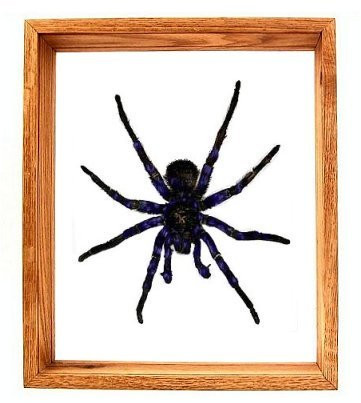 Pamphobetus Antinous - 13" x 11"  : Spider Specimen Framed - Photo Museum Store Company