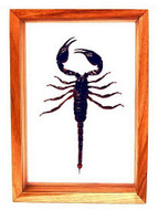 Giant Scorpion - 10" x 7"  : Scorpion Specimen Framed - Photo Museum Store Company