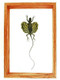 Draco sp. (Flying Lizard) - 13" x 9"  : Flying Lizard Specimen Framed - Photo Museum Store Company