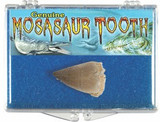 Mosasaur Tooth Fossil Box, Cretaceous Period - Actual Authentic  Fossil - Photo Museum Store Company