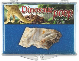 Coprolite - Dinosaur Dung Box, 65 to 500 Million Years Old - Actual Authentic  Fossil - Photo Museum Store Company