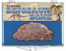 Dinosaur Bone Fossil - Mesozoic Era, 65 to 250M Years ago - Actual Authentic Fossil - Photo Museum Store Company